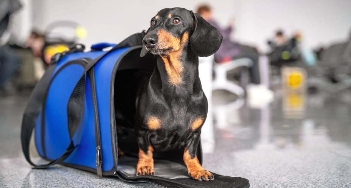 Flying With Pets | Létání S Domácími Mazlíčky | Fliegen mit Haustieren